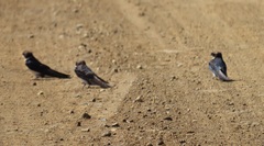 Pseudhirundo griseopyga