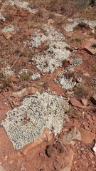 Helichrysum cerastioides