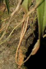 Sarcochilus australis