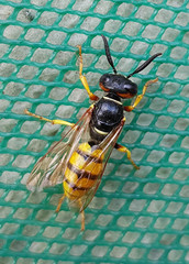 Philanthus triangulum