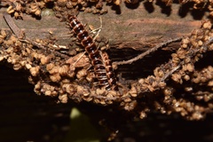 Oxidus gracilis
