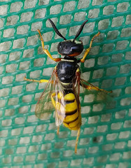 Philanthus triangulum