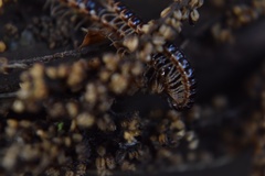 Oxidus gracilis