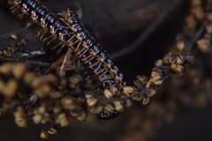 Oxidus gracilis