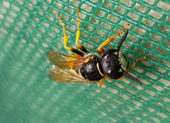 Philanthus triangulum