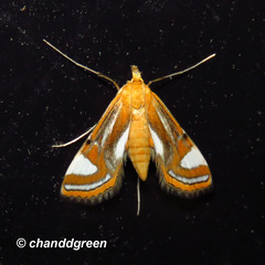 Agassiziella