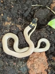 Sibynophis subpunctatus