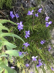 Viola decumbens