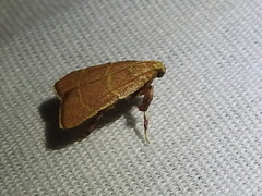 Parachma ochracealis