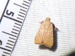 Parachma ochracealis
