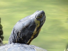 Trachemys scripta