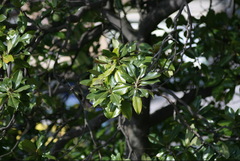 Magnolia grandiflora