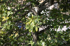 Magnolia grandiflora