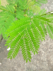 Leucaena leucocephala
