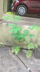 Leucaena leucocephala