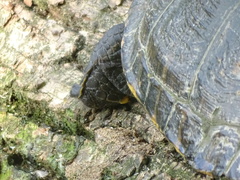 Trachemys scripta
