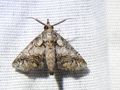 Paectes abrostolella