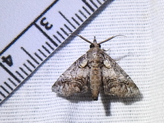 Paectes abrostolella