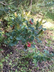 Plagiotrochus quercusilicis