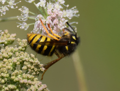 Dolichovespula saxonica