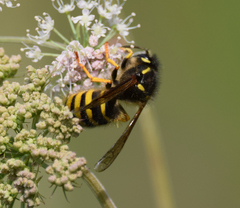 Dolichovespula saxonica