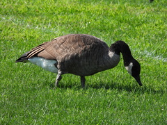 Branta canadensis