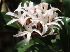 Ancylobothrys petersiana