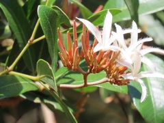 Ancylobothrys petersiana