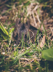 Apodemus flavicollis