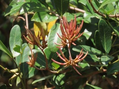 Ancylobothrys petersiana