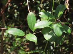 Ancylobothrys petersiana