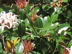 Ancylobothrys petersiana