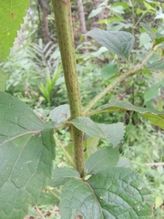 Eupatorium chinense