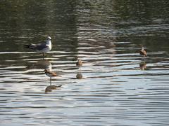 Charadrius vociferus