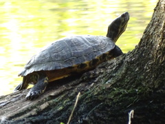 Trachemys scripta