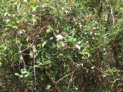 Ancylobothrys petersiana