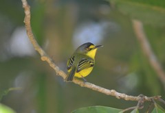 Todirostrum poliocephalum