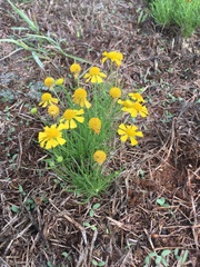 Helenium amarum amarum