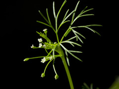 Cyclospermum