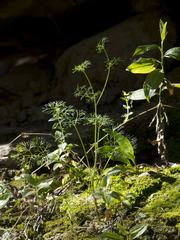 Cyclospermum