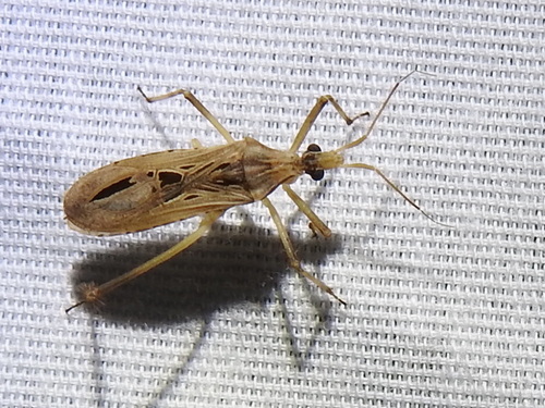 Narvesus carolinensis