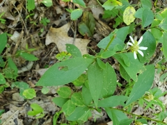 Doellingeria infirma