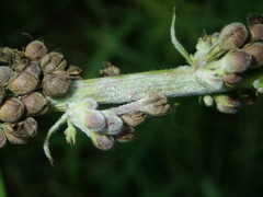 Golovinomyces verbasci