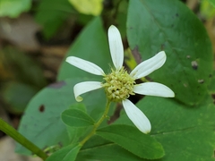 Doellingeria infirma