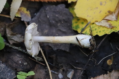 Agaricus semotus