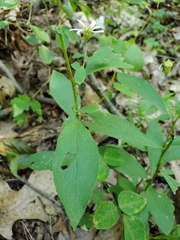 Doellingeria infirma