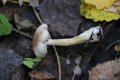 Agaricus semotus