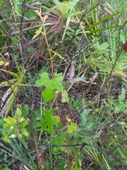 Vitis shuttleworthii