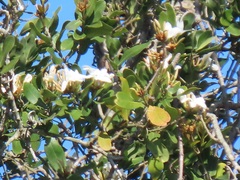 Ancylobothrys petersiana