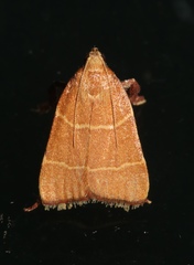Parachma ochracealis image
